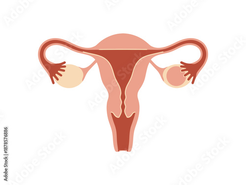 Simplified diagram of the female reproductive system including the uterus fallopian tubes and ovaries