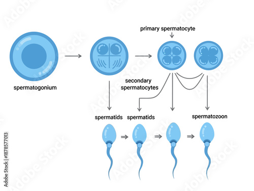 Diagram illustrating the process of spermatogenesis from spermatogonium to spermatozoon