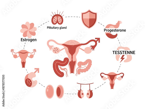 Diagram illustrating the female reproductive hormone cycle with labeled components