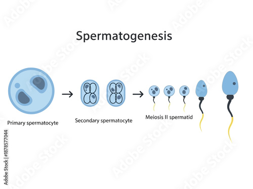 Diagram illustrating the stages of spermatogenesis from primary spermatocyte to sperm