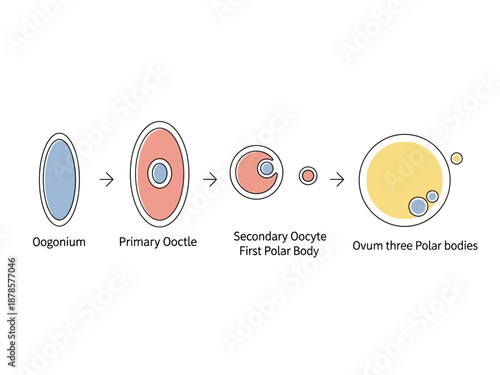 Diagram illustrating the stages of human oogenesis from oogonium to ovum