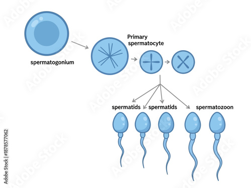 Diagram illustrating the stages of spermatogenesis from spermatogonium to spermatozoon
