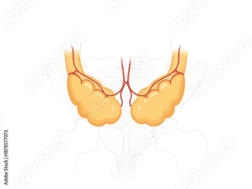 Illustration of a paired gland structure with vascular supply likely endocrine