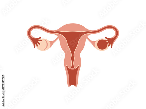 Simplified anatomical illustration of the female reproductive system on white