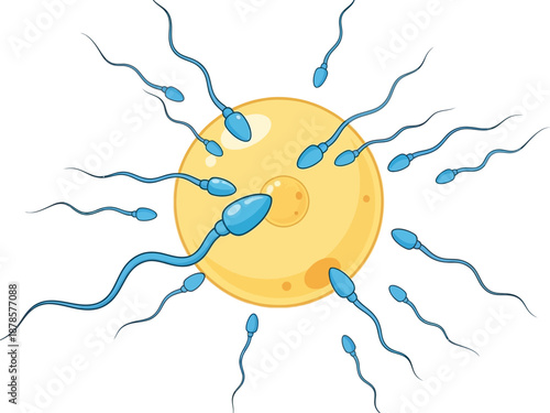 Numerous blue sperm surrounding a yellow ovum illustration