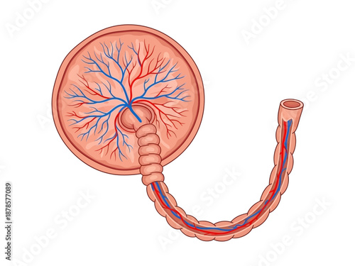 Diagram of a placenta with branching blood vessels and an umbilical cord