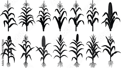 Black silhouette illustrations of corn plant growth stages with roots and leaves, showing agricultural lifecycle development for farming, biology, and education