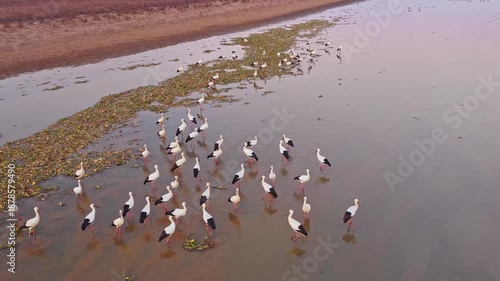 A flock of white cranes at sunset, migratory birds in winter
