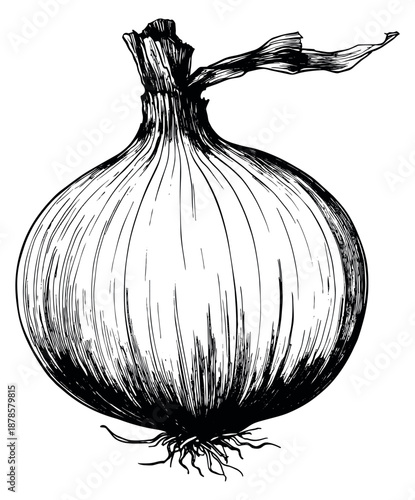 Hand drawn line art illustration of an onion depicting a fresh bulb for food and cooking designs