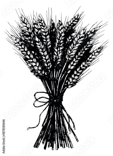 Hand drawn line art illustration of wheat stalks tied with a bow for agriculture and baking