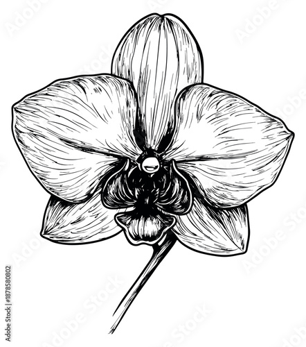 Hand drawn line art illustration of an orchid flower depicting a single bloom for botanical and decorative design