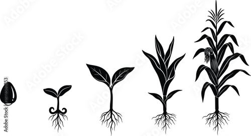 Black silhouette illustration of corn plant growth stages from seed to maturity, showing agricultural lifecycle, roots, leaves, and cob development