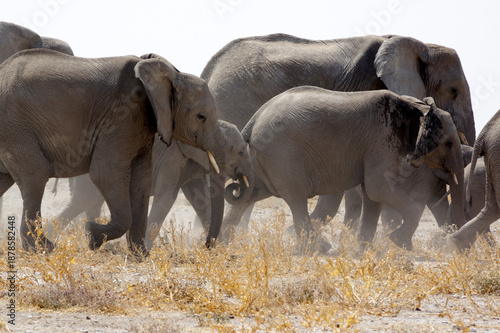 Troupeau d'éléphants dans le parc national d'Etosha en Namibie
