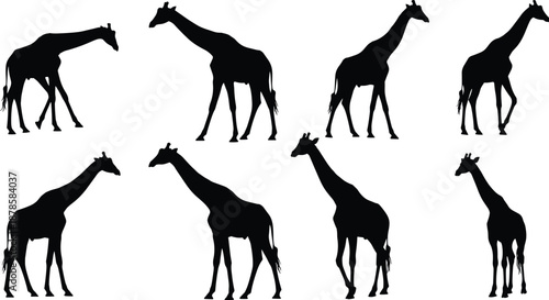 Giraffe silhouette set showing different standing and walking poses, isolated black animals on white background for wildlife, safari, nature and animal design use