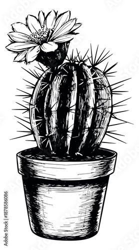 Hand drawn illustration of a potted cactus depicting a blooming flower for botanical decoration