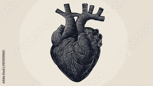 Anatomical Illustration of Human Heart.