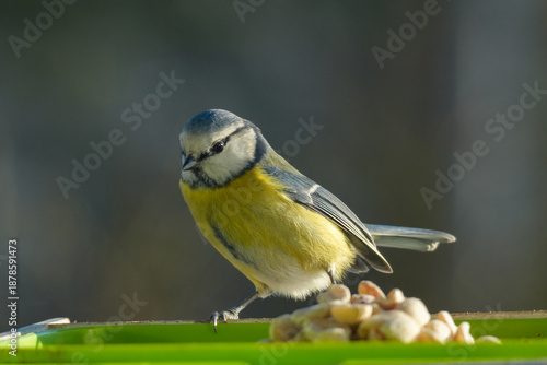 A blue and yellow bird is eating from a tray