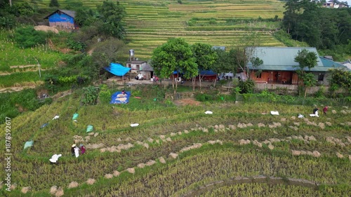Asia, Vietnam , the famous terraced rice fields for rice production in Muong Hoa Valley , Lao Cai province , Sapa . the rice harvest in September with the iconic green and yellow rice fields 