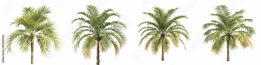 Obraz premium Set For palm trees with green leaves isolated on transparent background