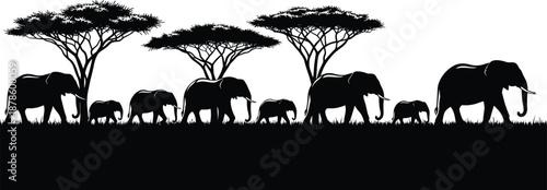 Black and white vector illustration of African safari landscape, wild elephant family silhouettes walking near acacia trees on savanna grass, nature panorama background.