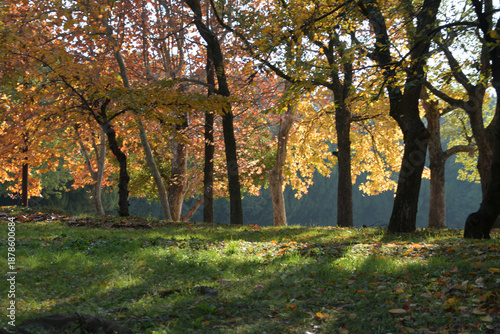 黄色く色づいた葉っぱが逆行に照らされている風景