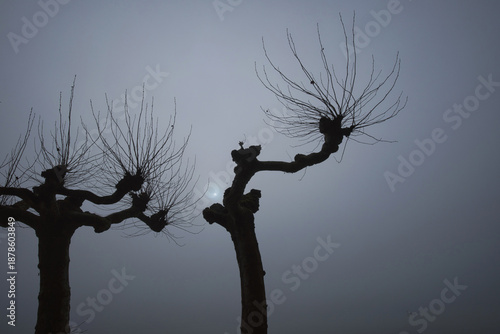Bodensee, Platanen in der nebeligen Wintersonne
