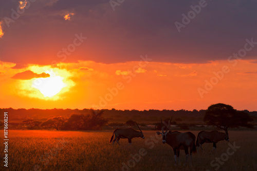 Wallpaper Mural Gemsbok antelope grazing at sunset in Central Kalahari, Botswana Torontodigital.ca