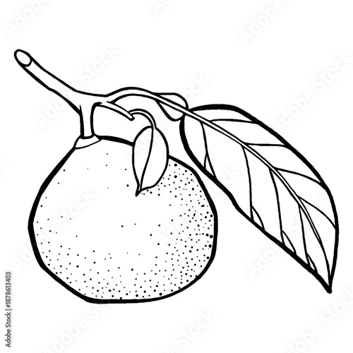 Juicy Mandarin Drawing. Natural outline sketch in botanical style for cooking, spa, medicinal tea, and garden beauty. Hand-drawn vector floral clipart
