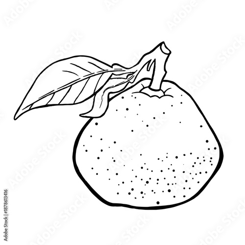 Juicy Mandarin Drawing. Natural outline sketch in botanical style for cooking, spa, medicinal tea, and garden beauty. Hand-drawn vector floral clipart
