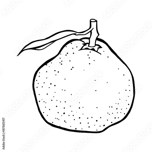 Juicy Mandarin Drawing. Natural outline sketch in botanical style for cooking, spa, medicinal tea, and garden beauty. Hand-drawn vector floral clipart
