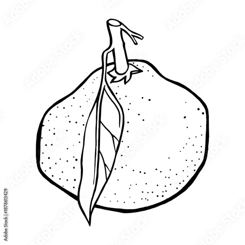 Juicy Mandarin Drawing. Natural outline sketch in botanical style for cooking, spa, medicinal tea, and garden beauty. Hand-drawn vector floral clipart
