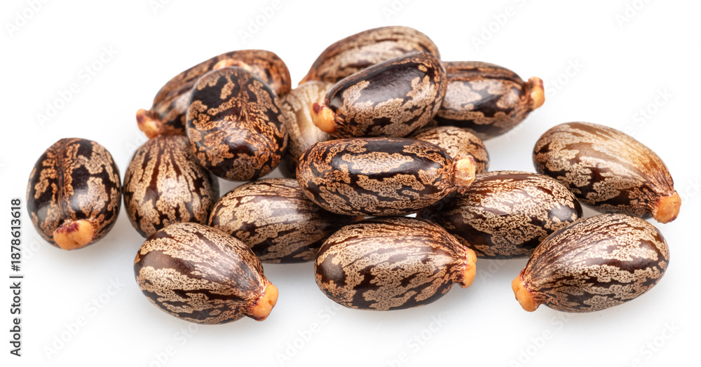 Obraz premium Bean-shaped, mottled, glossy castor oil seeds on white background. File contains clipping paths.