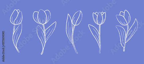 Hand drawn set of tulip flowers. Tulips flower and bud outline. Vector illustration sketch drawn in chalk.