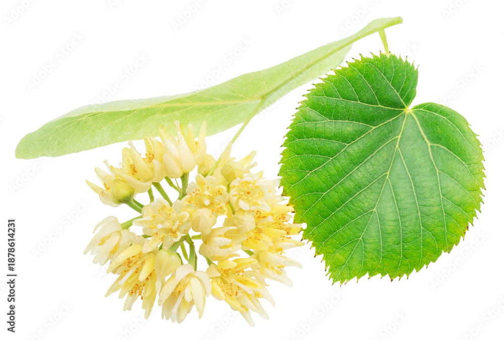 Fototapeta premium Fresh linden flowers with green leaves isolated on a white background. These aromatic blossoms from the Tilia tree are widely used for making healthy herbal tea and in natural medicine. Clipping path.