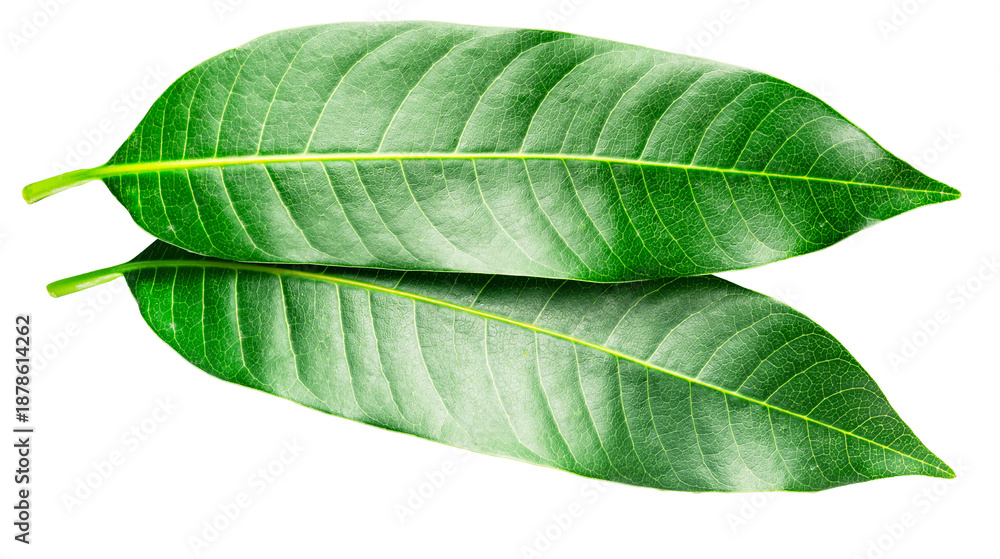 Fototapeta premium Fresh green mango leaves are isolated on a white background. These vibrant, natural leaves from the Mangifera indica tree are often used in traditional medicine and for healthy purposes.
