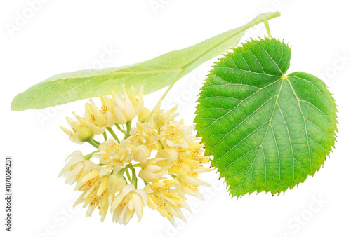 Fresh linden flowers with green leaves isolated on a white background. These aromatic blossoms from the Tilia tree are widely used for making healthy herbal tea and in natural medicine. Clipping path.