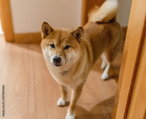 Portrait of Shiba Inu dog in the home room