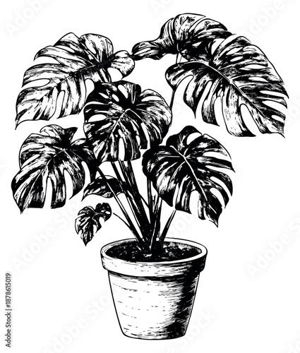 Hand drawn line art illustration of a monstera plant in a pot depicting lush tropical foliage for home decor and botanical themes