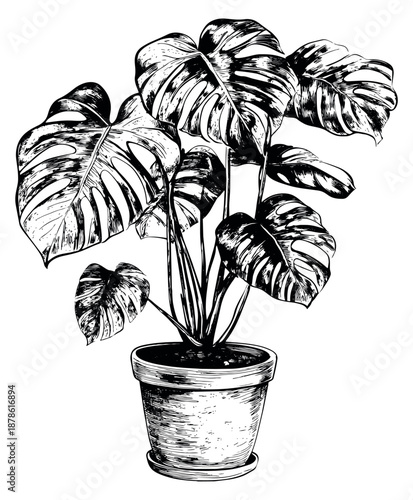 Hand drawn line art illustration of a monstera plant in a pot depicting lush tropical leaves for home decor design