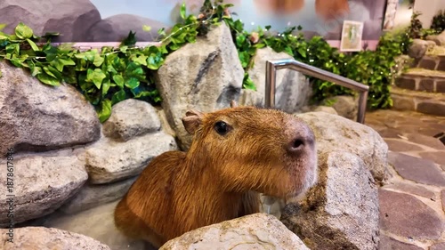 Capybara Relaxing at Japanese Animal Cafe Enclosure