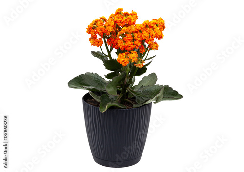 Vibrant indoor plant with small orange flowers and thick green leaves. Isolated object for home decor, gardening, and space greening themes