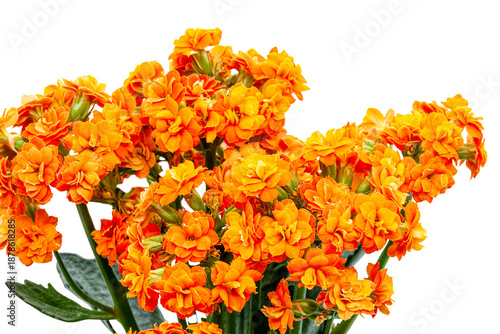 Photos Macro shot of bright orange inflorescences of a Kalanchoe houseplant