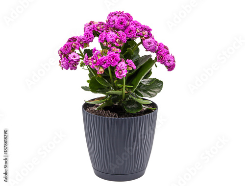 Indoor plant with bright pink double flowers and succulent green leaves. Isolated object symbolizing spring renewal, comfort, and home gardening