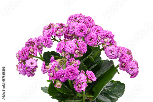 Close-up of a blooming pink kalanchoe. An isolated houseplant with dense inflorescences and fleshy leaves. Ideal for home comfort, floristry, gifts, and themed interior decor.