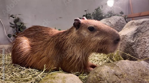Capybara Relaxing at Japanese Animal Cafe Enclosure