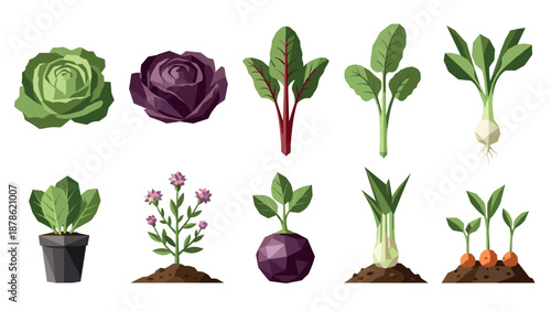 Geometric style garden vegetables and herbs collection on white background