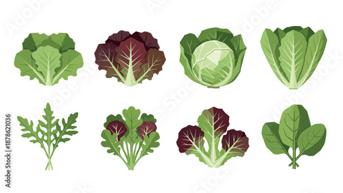 Variety of leafy greens and cabbage in flat design for modern culinary projects