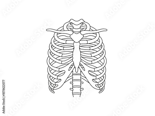 Detailed illustration of a human ribcage from a front view perspective