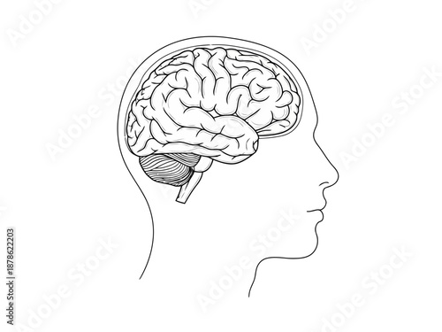 Side view of human head with brain and detailed illustration