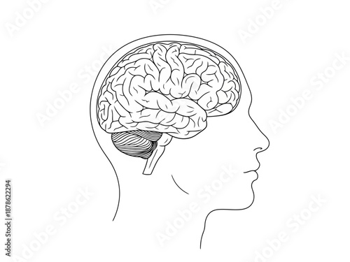 Vector line drawing of a human head with brain